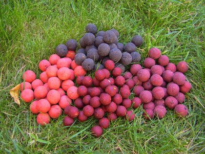 Bouillettes prtes  l'emploi !